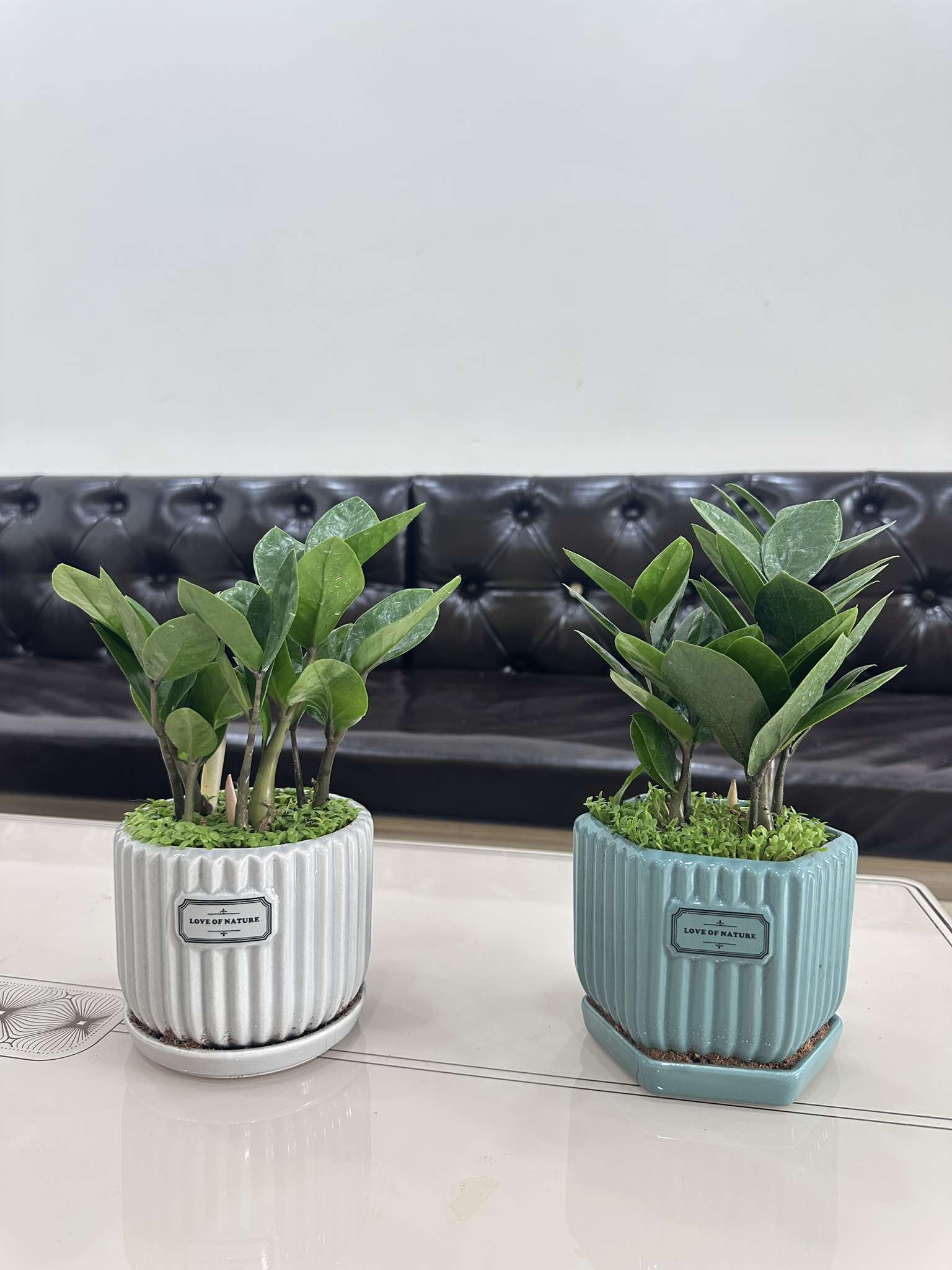 Cây kim tiền để bàn tại Vinatrees được nuôi dưỡng để thích hợp để văn phòng